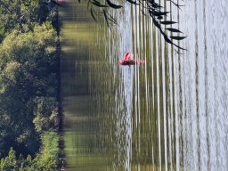Mainschwimmen Juni 2026